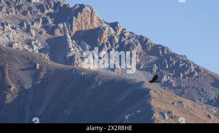 L'Aquila reale Cinese (Aquila chrysaetos) vola di fronte alle montagne rocciose dell'altopiano tibetano a Sichuan, Cina Foto Stock