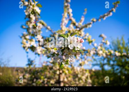 English Orchard in primavera, con Apple Blossom 21 aprile 2024 Copyright Neil Phillips Photo and Film Ltd Foto Stock