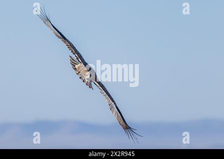 Vista frontale di un'Aquila nipalensis (Aquila nipalensis nipalensis) della steppa cinese volante fotografata sull'altopiano tibetano di Sichuan, Cina Foto Stock