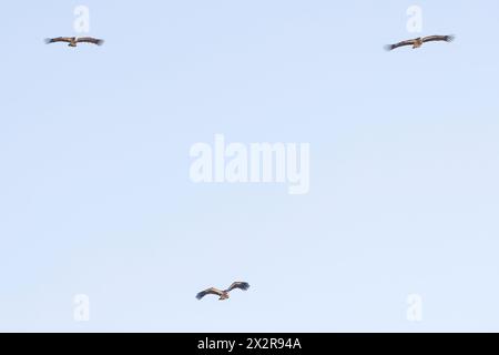 Tre selvaggi avvoltoi cinesi di grifone dell'Himalaya (Gyps himalayensis) volano verso lo spettatore, l'altopiano tibetano, Sichuan, Cina Foto Stock
