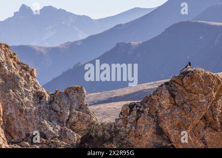 Magpie eurasiatiche (Pica pica) in posa su una roccia nel paesaggio dell'altopiano tibetano, nel Sichuan Cina, con montagne sullo sfondo Foto Stock