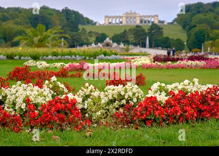 Il giardino del Palazzo di Schoenbrunn Fiori Vienna Austria. I fiori e i giardini, con la Gloriette sullo sfondo, sul terreno del Palazzo di Schonbrunn. Foto Stock