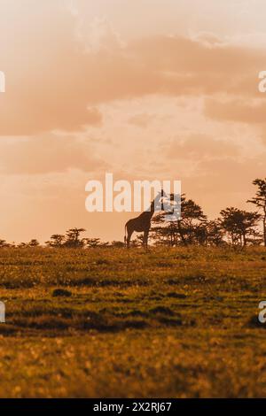 Giraffa solitaria contro un cielo infuocato al tramonto a Ol Pejeta Conservancy Foto Stock