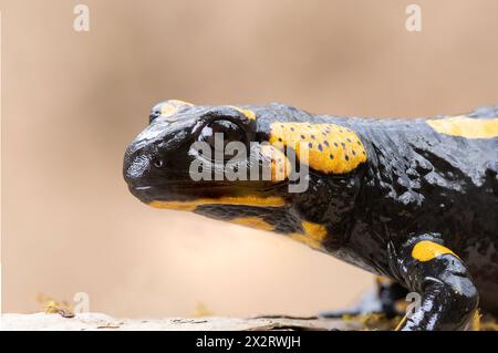 primo piano della salamandra del fuoco nell'habitat naturale (Salamandra salamandra) Foto Stock