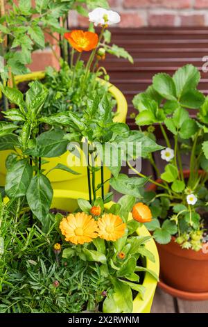 Erbe e fiori coltivati nel giardino del balcone Foto Stock