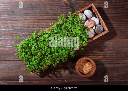 Delizia dei microgreens alla senape Foto Stock