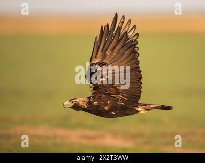 Aquila imperiale spagnola (Aquila adalberti) in volo Foto Stock