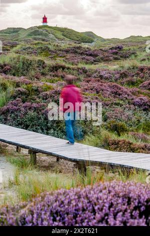 Germania, Schleswig-Holstein, Amrum, uomo che cammina lungo la passerella che si estende attraverso heather Moor Foto Stock