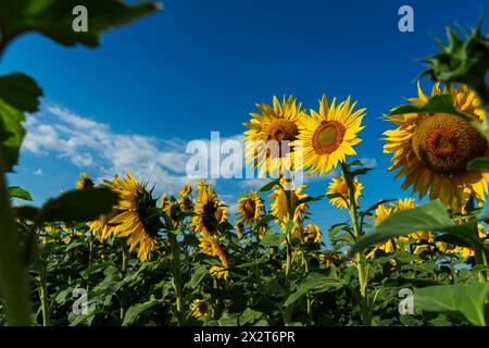 Girasoli gialli che fioriscono nel campo Foto Stock
