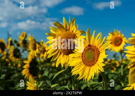 Girasoli gialli che fioriscono nel campo Foto Stock