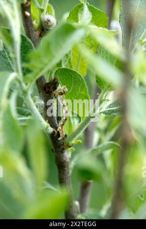 Legname a chiazze (Erannis defoliaria), caterpillar, Spring, Germania Foto Stock