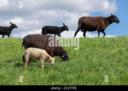 Pecore, agnelli, neri, pecore, diga dell'Elba vicino Bleckede, bassa Sassonia, Germania Foto Stock