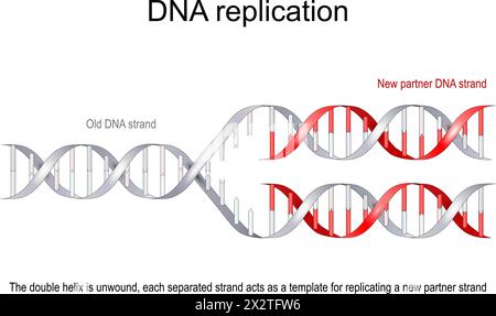 Modello di replica del DNA. La vecchia doppia elica (grigia) viene srotolata, ogni filamento separato funge da modello per replicare un nuovo filamento partner (rosso Illustrazione Vettoriale
