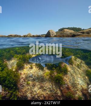 Rocce sulla riva del mare con un pesce di mare europeo sott'acqua nell'oceano Atlantico, vista divisa sopra e sott'acqua, scenario naturale, Spagna Foto Stock