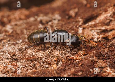 Formica del falegname nero orientale (Camponotus pennsylvanicus) - Regina Foto Stock