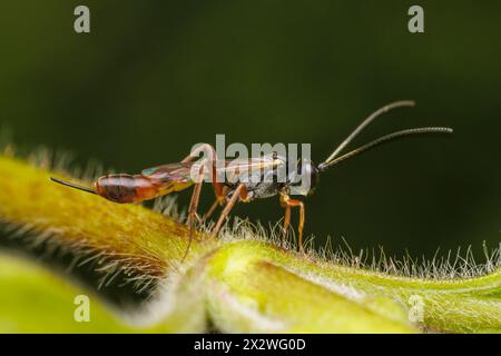 Ichneumonid Wasp (Ichneumonidae) - femmina Foto Stock