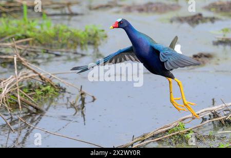 Gallinule viola (Porphyrio martinica) che sorvola il lago, Brazos Bend State Park, Texas, Stati Uniti. Foto Stock