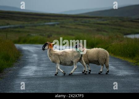 19.07.2019, Meenavean, Contea di Donegal, Irlanda - pecore che attraversano una strada di campagna sotto la pioggia. 00A190719D017CAROEX.JPG [VERSIONE DEL MODELLO: NON APPLICABILE, PR Foto Stock