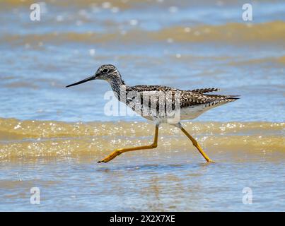 Una grande zampa gialla (Tringa melanoleuca) che si forgia lungo la costa. Texas, Stati Uniti. Foto Stock