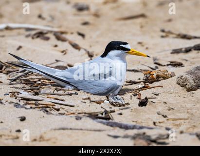 Un Last Tern (Sternula antillarum) seduto sul suo nido. Texas, Stati Uniti. Foto Stock