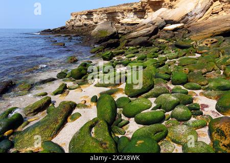 22.07.2019, Burgau, Algarve, Portogallo - le pietre sulla spiaggia sono coperte di muschio. 00S190722D015CAROEX.JPG [VERSIONE MODELLO: NON APPLICABILE, PROPRIETÀ RE Foto Stock