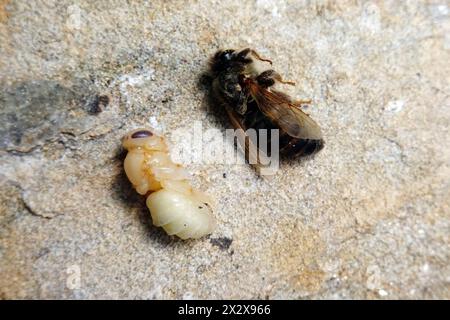 10.06.2021, Berlino, Germania - Honeybee morto e larva paralizzata di un'ape. 00S210610D170CAROEX.JPG [VERSIONE MODELLO: NON APPLICABILE, PROPERTY RELEA Foto Stock