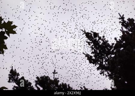 12.06.2022, Berlino, Germania - silhouette: Api mellifere in volo sciame. 00S220612D187CAROEX.JPG [VERSIONE DEL MODELLO: NON APPLICABILE, RILASCIO DELLA PROPRIETÀ: NO ( Foto Stock