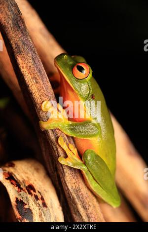 Rana albero con tetti d'arancio (Litoria xanthomera) Foto Stock