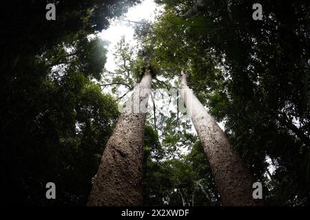 Kauri Pine (Agathis robusta) al lago Barrine nel Crater Lakes National Park, Queensland, Australia Foto Stock