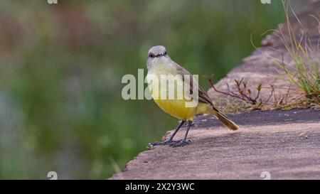 Bestiame adulto Bird Tyrant della specie Machetornis rixosa Foto Stock