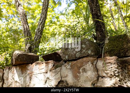 pietre e piante in calcestruzzo contesto concettuale Foto Stock