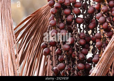 frutti della palma di buriti a fuoco selettivo Foto Stock