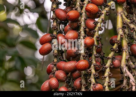 frutti della palma di buriti a fuoco selettivo Foto Stock