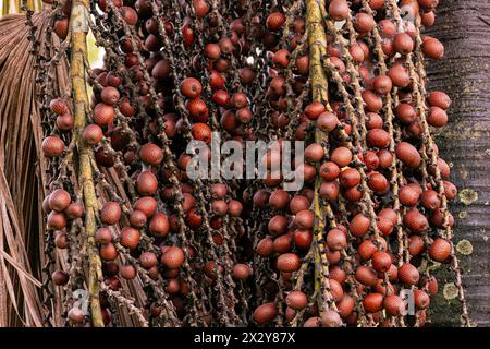 frutti della palma di buriti a fuoco selettivo Foto Stock