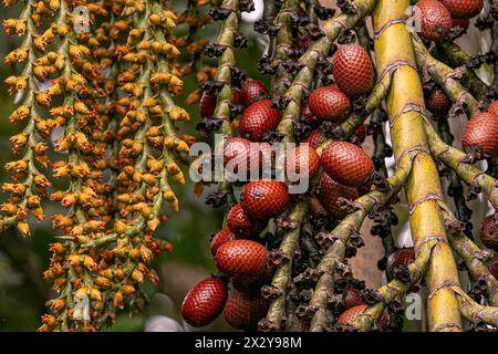 fiori e frutti della palma buriti con un focus selettivo Foto Stock