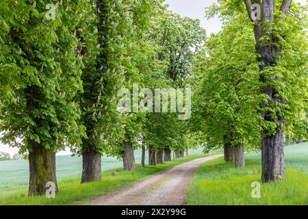 denkmalgeschützte Allee mit alten Bäumen Weißer Rosskastanie Aesculus hippocastanum im Hermsdorf, Ottendorf-Ockrilla, Sachsen, Deutschland *** Foto Stock