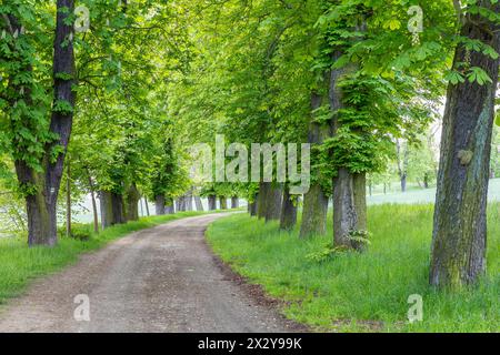 denkmalgeschützte Allee mit alten Bäumen Weißer Rosskastanie Aesculus hippocastanum im Hermsdorf, Ottendorf-Ockrilla, Sachsen, Deutschland *** Foto Stock