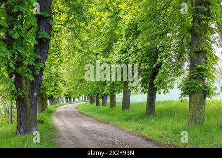 denkmalgeschützte Allee mit alten Bäumen Weißer Rosskastanie Aesculus hippocastanum im Hermsdorf, Ottendorf-Ockrilla, Sachsen, Deutschland *** Foto Stock