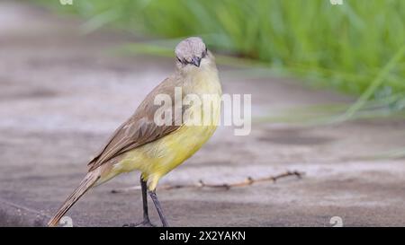 Bestiame adulto Bird Tyrant della specie Machetornis rixosa Foto Stock