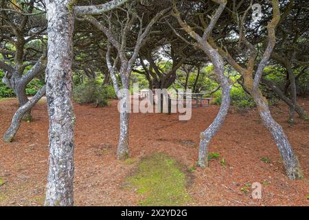 Area picnic al coperto da un baldacchino di alberi contorti al Carl G Washburne Memorial State Park sulla costa del Pacifico in Oregon, Stati Uniti Foto Stock