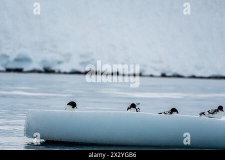 Primo piano di quattro Cape Petrels - Daption Capense - che riposano su un iceberg vicino all'isola di Danco, sulla penisola Antartica Foto Stock