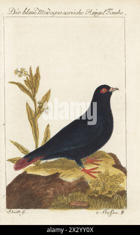 Piccione azzurro del Madagascar, Alectroenas madagascariensis. Die blaue Madagascar carische RingelTaube, le Founingo bleu, Columba madagascariensis, incisione in rame colorata a mano di Schmidt dopo un'illustrazione di Francesco-Nicolas Martinet dall'edizione di Bernhard Christian otto del Naturgeschichte der Vogel del conte di Buffon, storia naturale degli uccelli, Ben Joachim Pauli, Berlino, 1777. Foto Stock