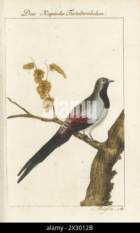 Namaqua dove, Oena capensis. DAS Kapische Turteltaubchen, Cape turtledove, Tourterelle a cravate noire du Cap de Bonne Esperance, Columba capensis. Incisione su lastra di rame colorata a mano dopo un'illustrazione di Francesco-Nicolas Martinet dall'edizione di Bernhard Christian otto di Naturgeschichte der Vogel del conte di Buffon, storia naturale degli uccelli, Ben Joachim Pauli, Berlino, 1777. Foto Stock