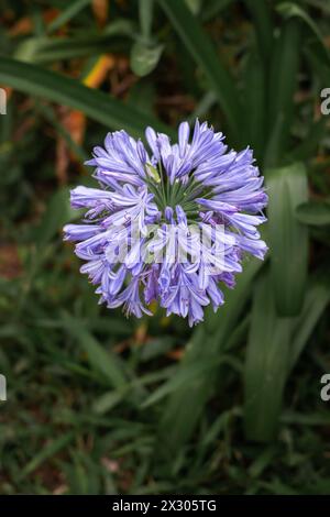 Fiore di agapanto lilla blu singolo. Gli Agapanthus sono comunemente noti come giglio del Nilo, o giglio africano. Agapanthus è un genere di erbacee perenni Foto Stock
