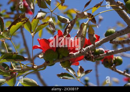 Fiorisce la Bombax Ceiba (Lat. - Bombax ceiba) o albero di cotone. Fiore di cotone di seta nel parco d'Israele. Foto Stock