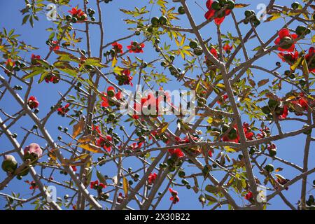 Fiorisce la Bombax Ceiba (Lat. - Bombax ceiba) o albero di cotone. Fiore di cotone di seta nel parco d'Israele. Foto Stock