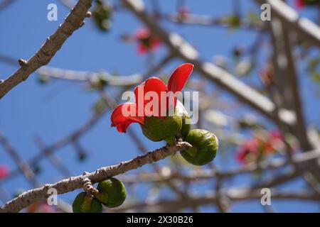 Fiorisce la Bombax Ceiba (Lat. - Bombax ceiba) o albero di cotone. Fiore di cotone di seta nel parco d'Israele. Foto Stock