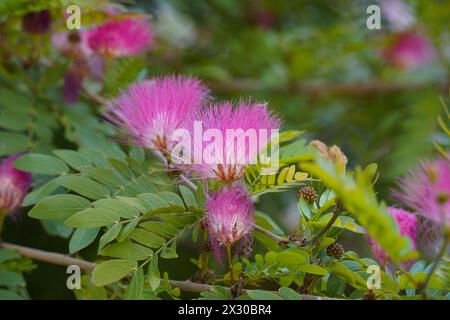 Fiori di Acacia (albizzzia Julibrissin) albero di seta persiano Foto Stock