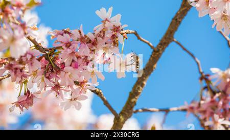 Rafz, Schweiz - 27. März 2022: Die japanische Kirschblüte zeigte ihre volle Pracht. Foto Stock
