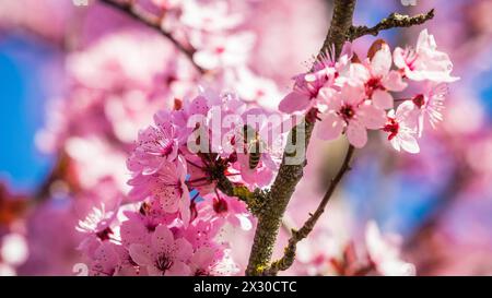 Rafz, Schweiz - 27. März 2022: Die japanische Kirschblüte zeigte ihre volle Pracht. Foto Stock
